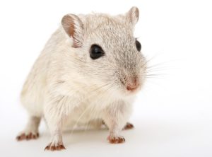 Ratte