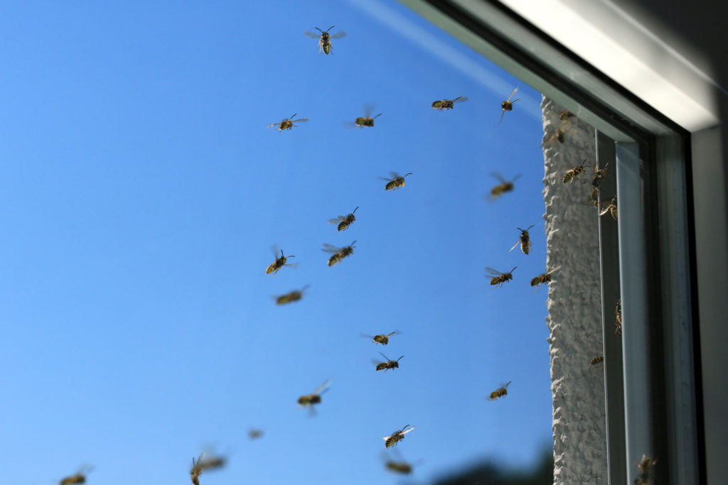 Wespen an Rolladenkasten im Fenster einer Mietwohnung
