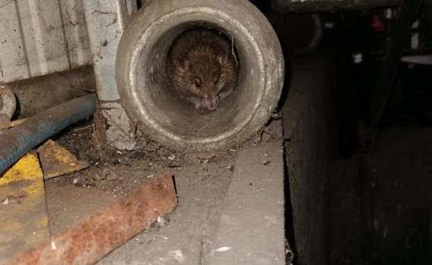Ratte