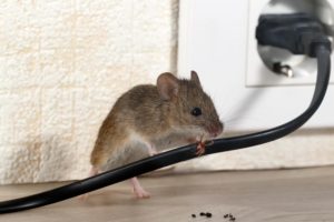 Maus