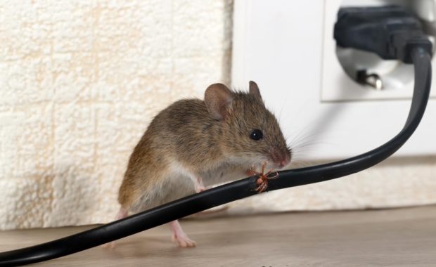 Maus